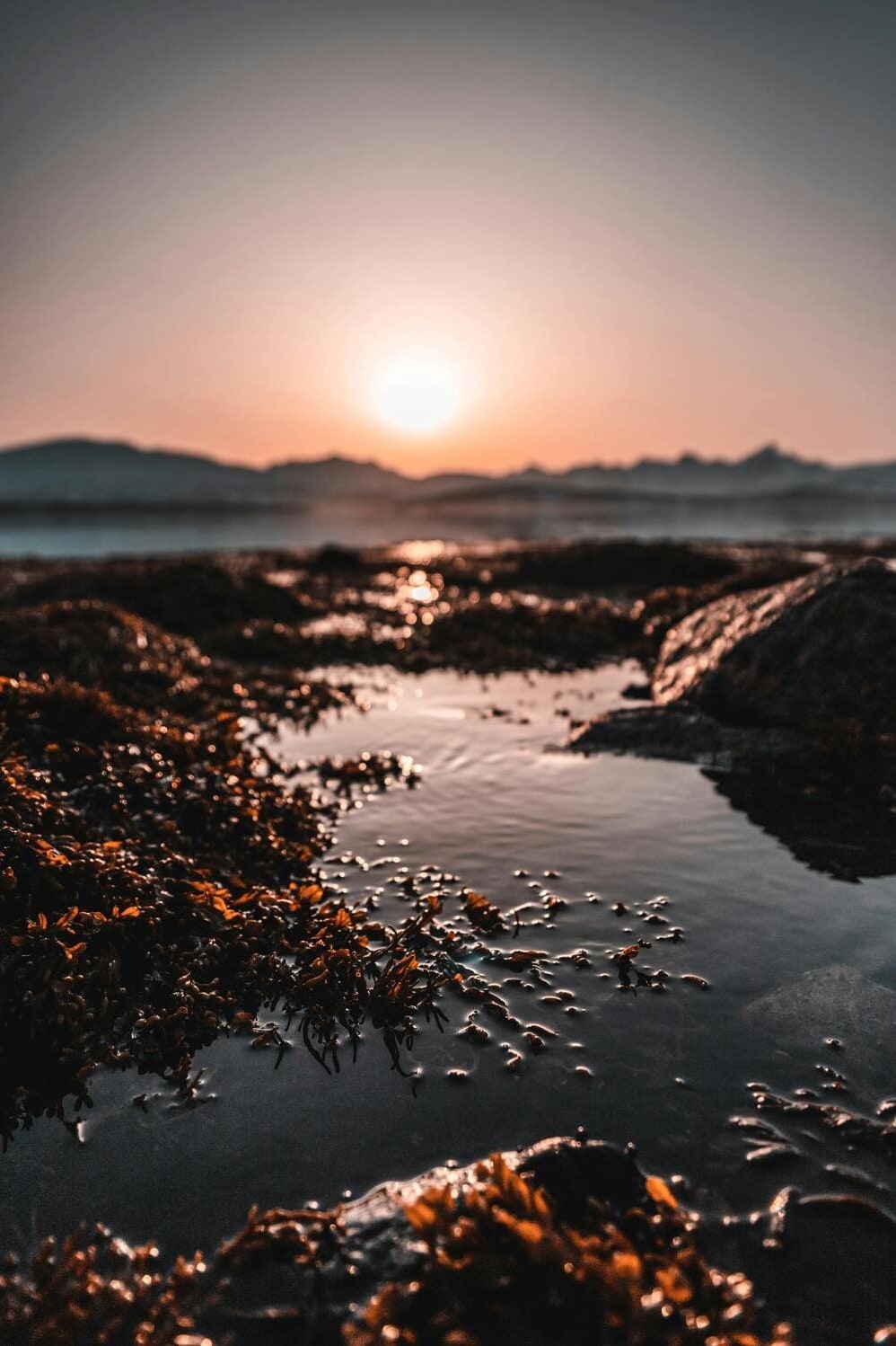 Le Fucus, un coupe-faim et brûle-graisse naturel